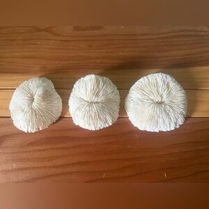 Three Vintage Genuine Mushroom Coral Skeletons Natural Aquarium Tank Beach 3-4”